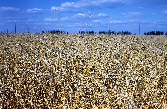 Ukraine640_0